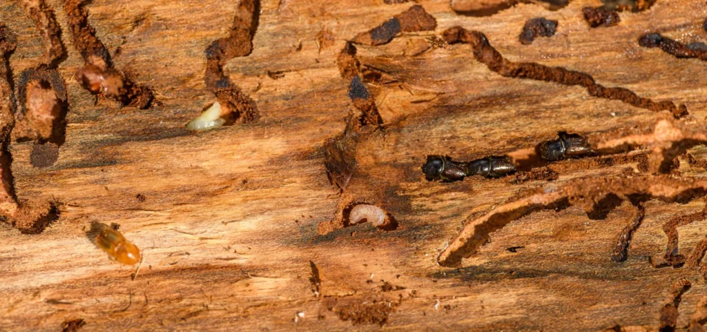 Is Your Home at Risk for Termite Damage - Los Banos Best Pest Pros | Los Banos, CA | 209-322-8213
