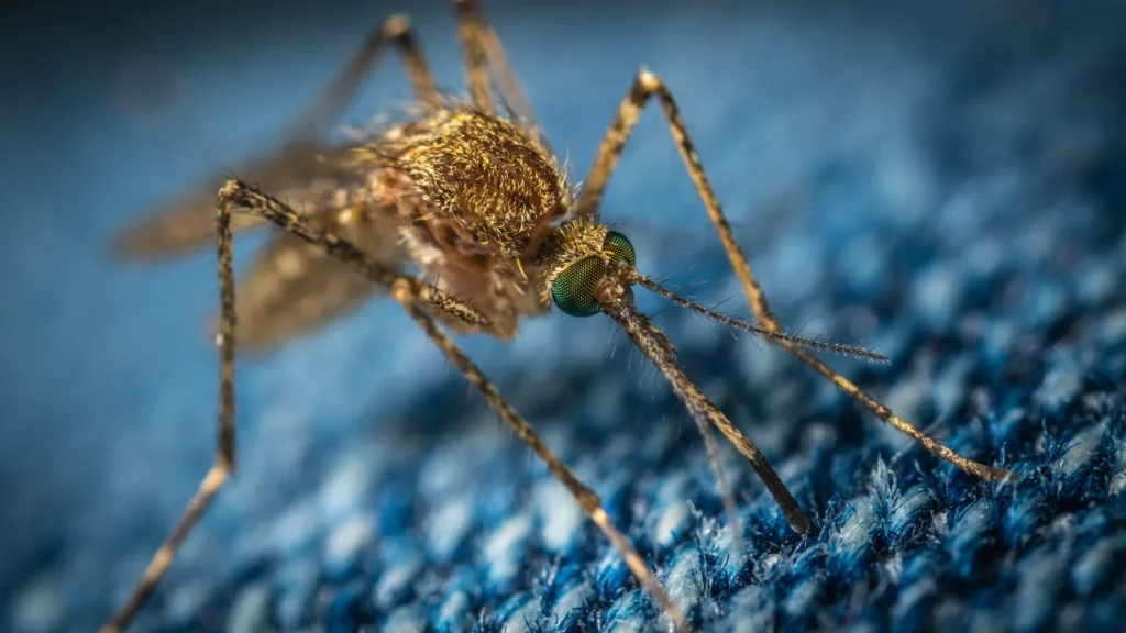 Mosquito Control - Los Banos Best Pest Pros | Los Banos, CA | 209-322-8213