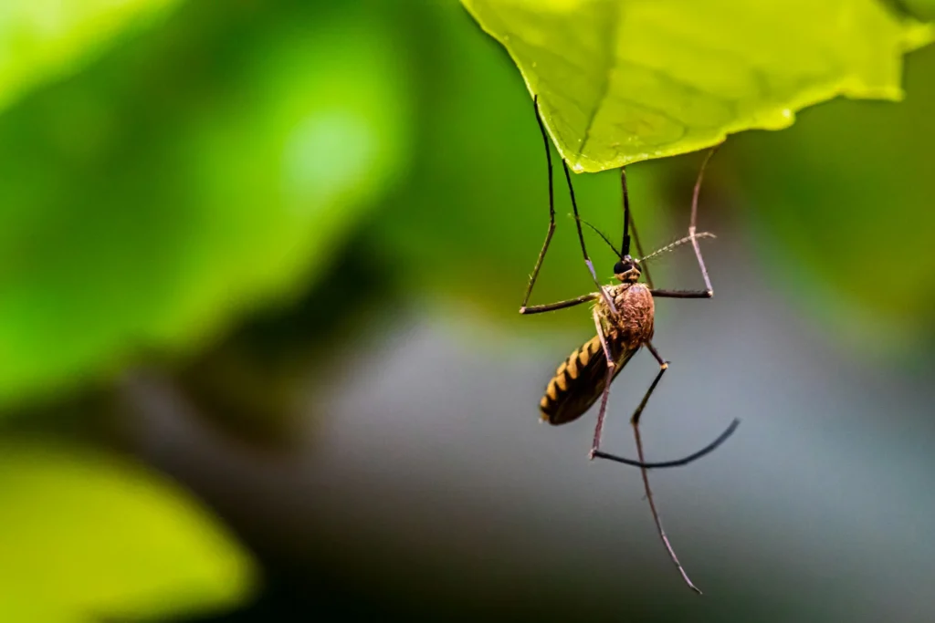 Mosquito-Control-for-Every-Outdoor-Space - Los Banos Best Pest Pros | Los Banos, CA | 209-322-8213