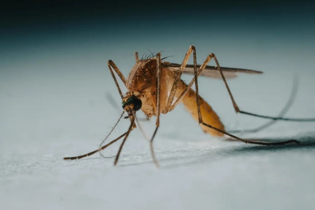 Protect Your Family from Mosquito-Borne-Diseases - Los Banos Best Pest Pros | Los Banos, CA | 209-322-8213