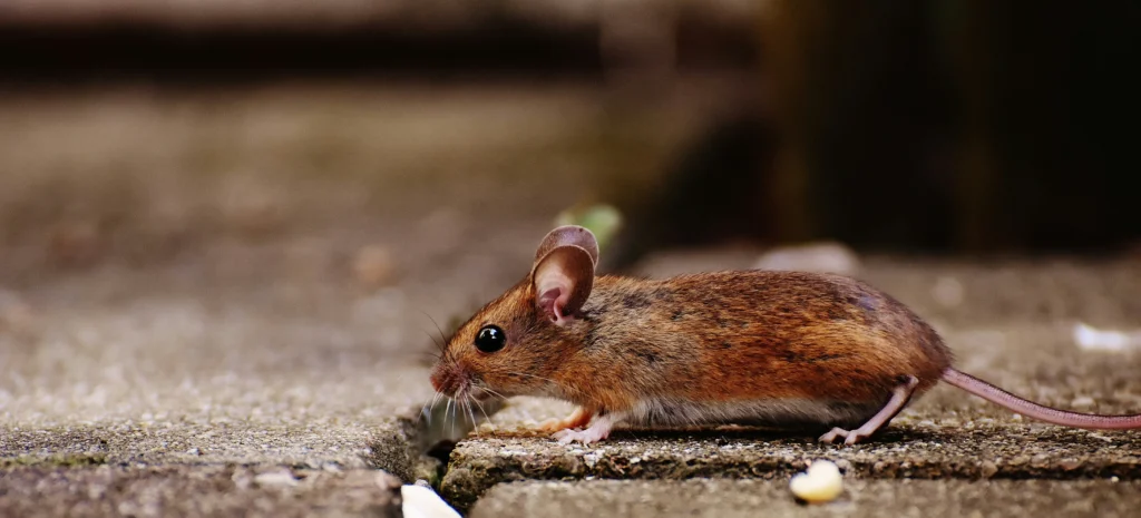 Residential-Commercial-Rodent-Solutions - Los Banos Best Pest Pros | Los Banos, CA | 209-322-8213