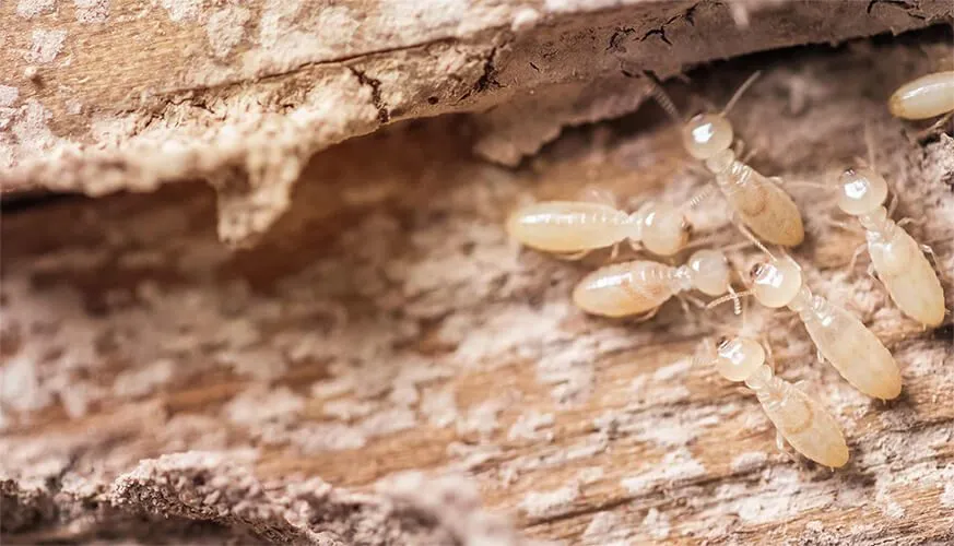 Signs You May Have a Termite Infestation - Los Banos Best Pest Pros | Los Banos, CA | 209-322-8213