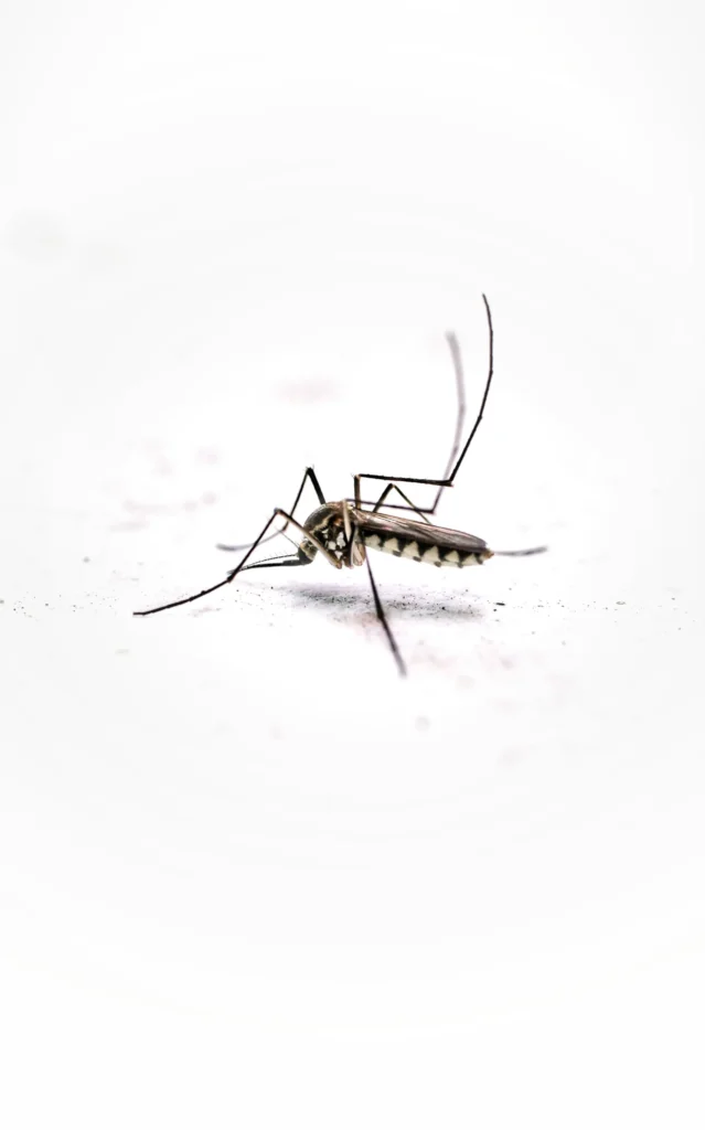 Tired of Mosquitoes Ruining Your Evenings - Los Banos Best Pest Pros | Los Banos, CA | 209-322-8213