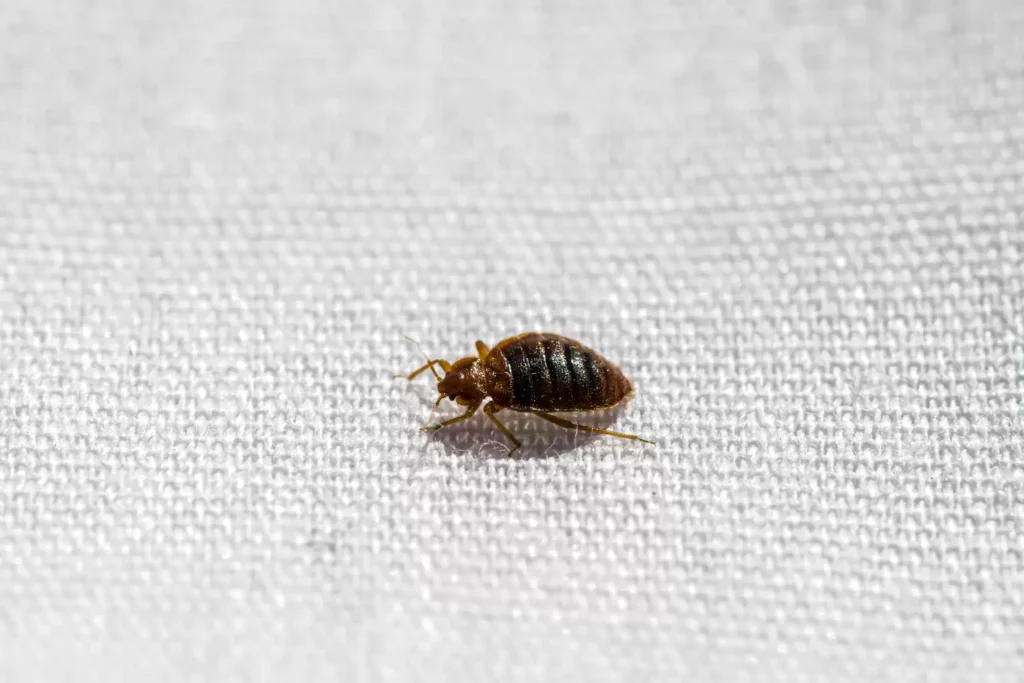 Why Bed Bug Heat Treatments Work Best - Los Banos Best Pest Pros | Los Banos, CA | 209-322-8213