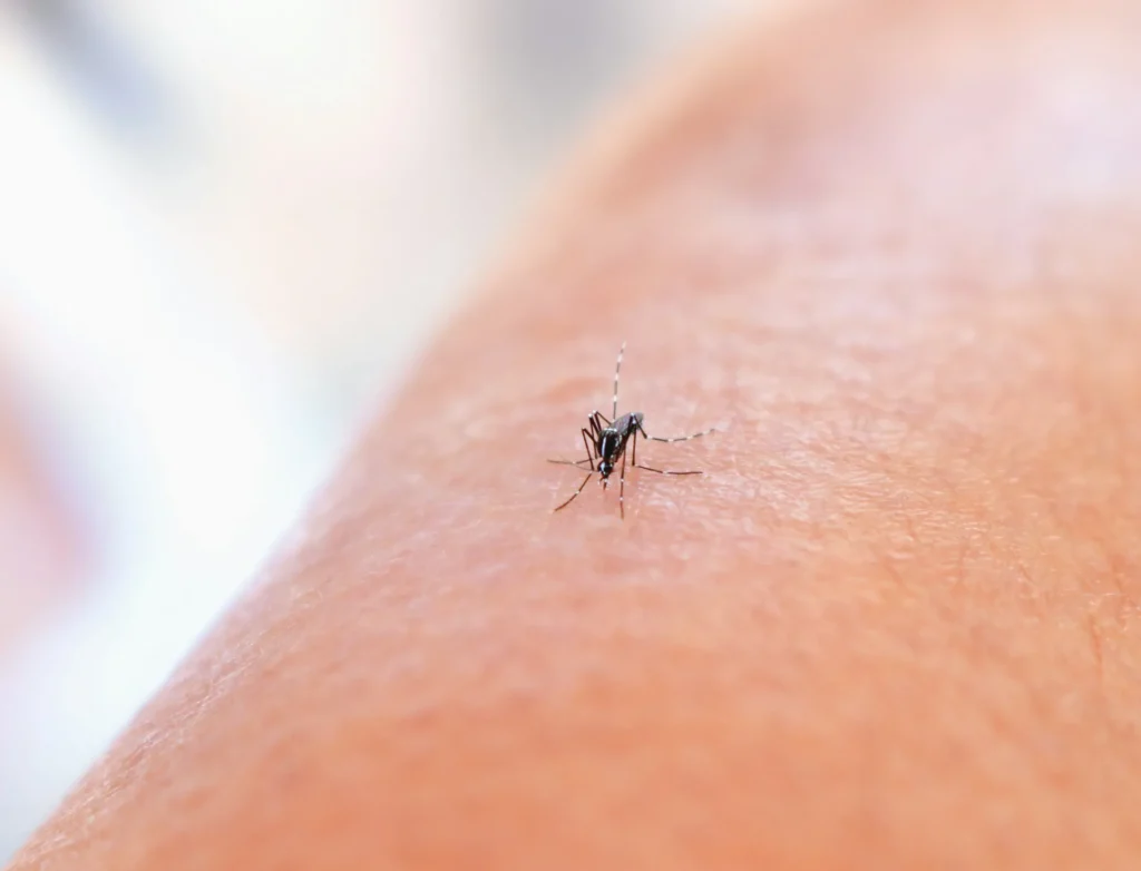 Why Choose Our Mosquito Control Services - Los Banos Best Pest Pros | Los Banos, CA | 209-322-8213