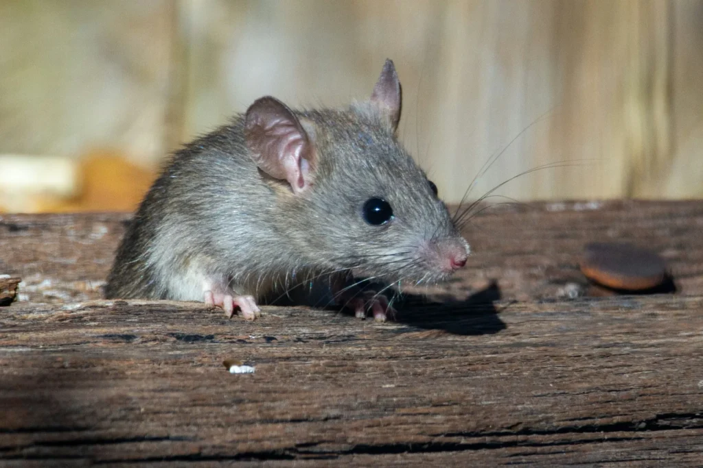 Why-Choose-Our-Rodent-Exterminators - Los Banos Best Pest Pros | Los Banos, CA | 209-322-8213